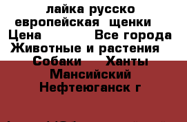 лайка русско-европейская (щенки) › Цена ­ 5 000 - Все города Животные и растения » Собаки   . Ханты-Мансийский,Нефтеюганск г.